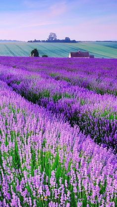 a field full of purple flowers next to a green field with a barn in the distance