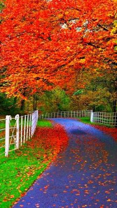 an empty road surrounded by trees with leaves on the ground and in front of a white fence