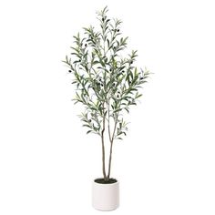 an olive tree in a white pot on a white background with clipping for text