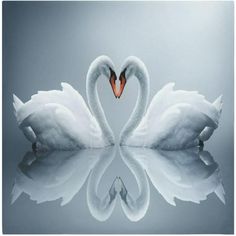 two swans making a heart shape with their necks