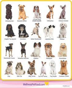 a poster with many different breeds of dogs on it's front cover, and the names of each dog