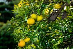 several lemons hanging from a tree in the sun with green leaves and yellow fruit