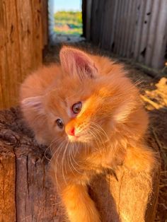 an orange kitten sitting on top of a wooden post