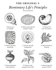 the original's biomify life's principals