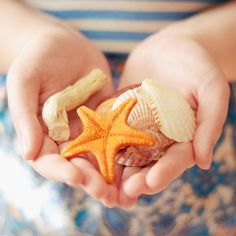 two hands holding starfish and shells in their palms