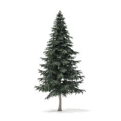 a pine tree is shown on a white background with clipping path to the top