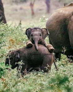 an adult elephant standing next to a baby elephant in the grass with other elephants behind it