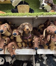 several stuffed dogs are on display in a toy store with other stuffed animals behind them