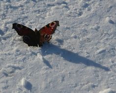 a butterfly is standing in the snow with its wings spread out and it's eyes open