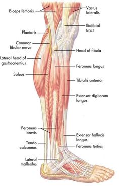 the muscles are labeled in this diagram