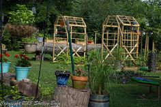 an outdoor garden area with various plants and wooden structures in the background, surrounded by trees