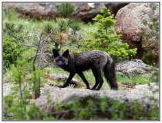 a black wolf is walking through the grass near rocks and trees with green leaves on it