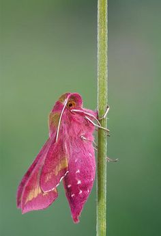 a pink moth sitting on top of a green plant