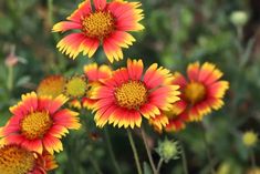 several red and yellow flowers with green leaves in the backgrounnd, close up