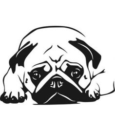 a black and white image of a pug dog