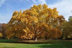 a large yellow tree in the middle of a park