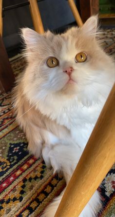 a fluffy white cat sitting under a wooden chair