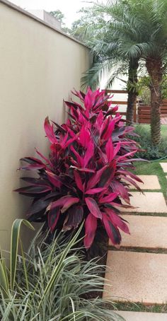 purple flowers are growing in the garden next to a wall and walkway with palm trees