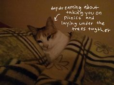 a cat laying on top of a bed under a blanket next to a quote that says, daydreaming about taking you on pictures and playing under the sheets