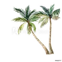 two palm trees on a white background with no background, transparent and easy to use