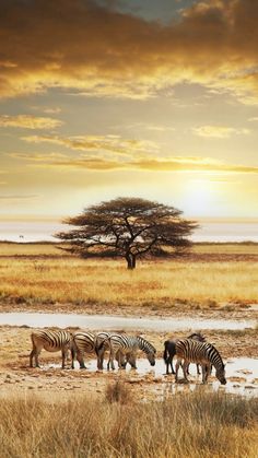 a herd of zebra standing on top of a dry grass field next to a tree