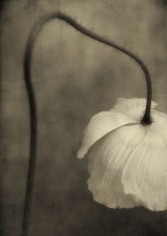 a black and white photo of a flower