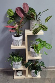 there are many different plants in the corner on this shelf, and one is green