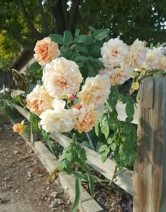 the flowers are blooming on the wooden bench in the park, and there is no image here to provide a caption for