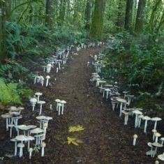 there are many white tables and chairs in the middle of the woods, with words written on them