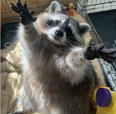 a raccoon standing on its hind legs in front of a cage