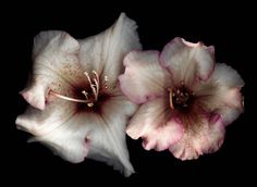 two white and pink flowers with brown spots on their petals, against a black background