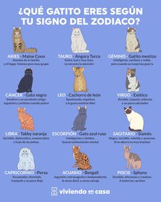 an image of cats that are in spanish