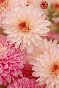 many pink and white flowers in a vase