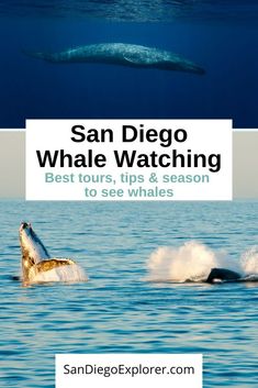 the cover of san diego whale watching best tours, tips and season to see whales