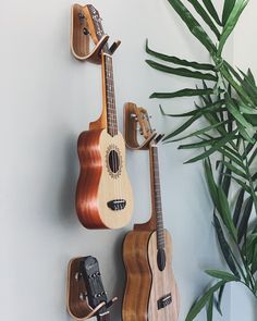 two ukulele guitars are hanging on the wall next to a potted plant