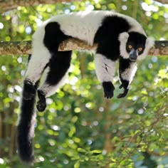 a black and white monkey hanging from a tree branch