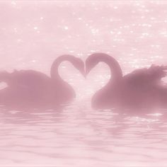 two swans in the water making a heart shape