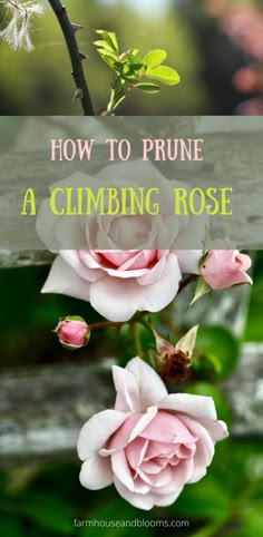 two pictures of a climbing rose When To Prune Roses, Pruning Climbing Roses, Rose Plant Care, Pruning Roses, Garden Companion Planting, Rose Garden Design, Raised Vegetable Gardens, Hillside Garden