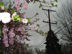 the power lines and flowers are blooming in the foreground, with an overcast sky behind them