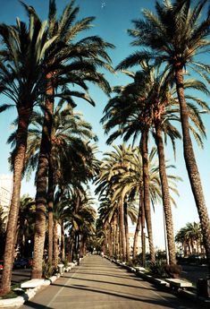 the palm trees are lined up on the street