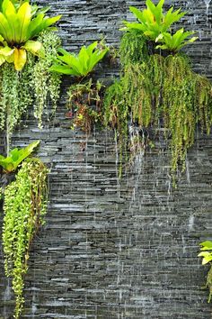 green plants growing on the side of a wall with water running down it and hanging from them