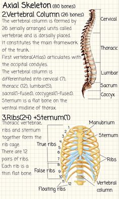 an image of the anatomy of the human skeleton and its major skeletal systems, including ribs, ribscaps, sternis, thoral ribs