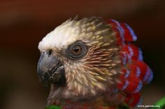 a close up of a bird with red, white and blue feathers on it's head