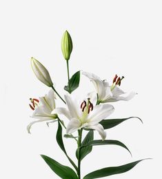 white lilies with green leaves in a vase