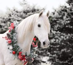 a white horse wearing a christmas wreath in the snow