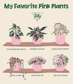 a poster with different types of plants in pink pots on top of each other and the words, my favorite pink plants