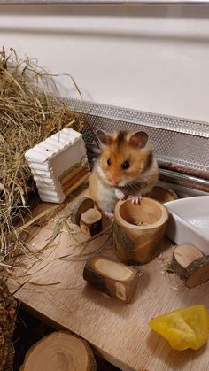 a hamster sitting on top of a wooden table surrounded by wood slices and other items