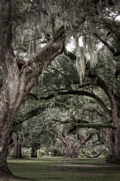 an old live oak tree with moss hanging from it's branches in a park