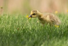 a duckling with a flower in its mouth