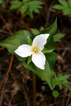 a white flower with yellow stamen on it's center surrounded by green leaves